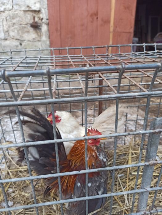 Sprzedam koguty seramy