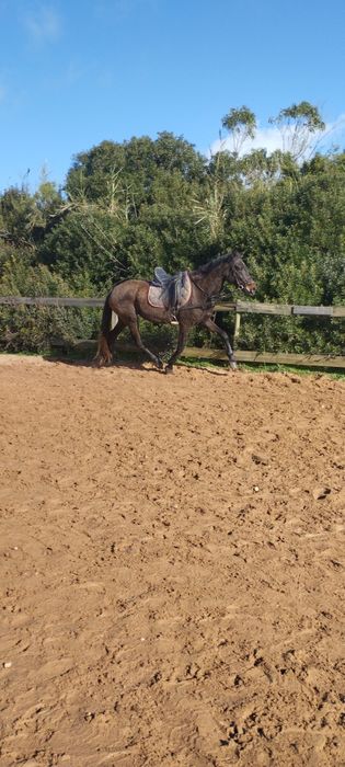 Égua castanha Pezanha