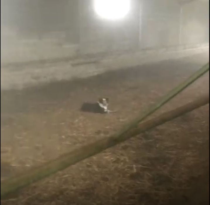 Cadela border collie