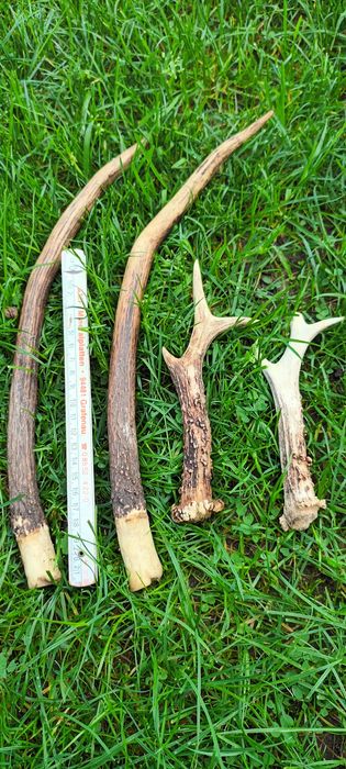 Poroże rogi koziołek