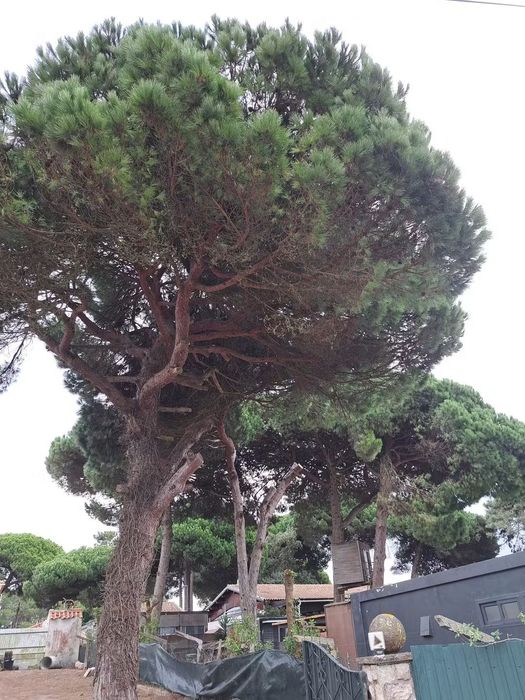 Limpeza terrenos jardins corte árvores