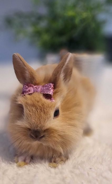 Krolik miniaturka "lew" idbiór Szczecin