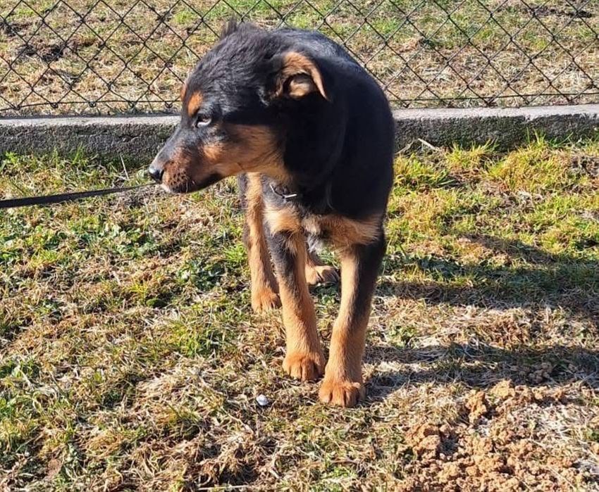 Dwa szczenięta ,będą małymi psami.