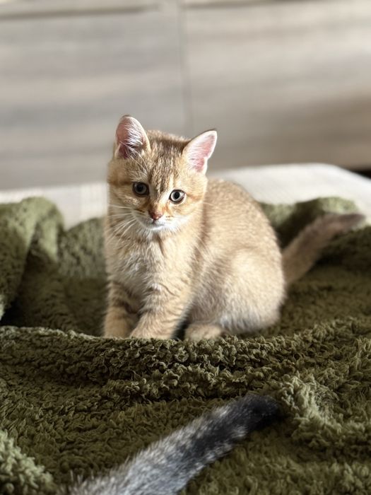 Scottish fold/stright Шотландські малята