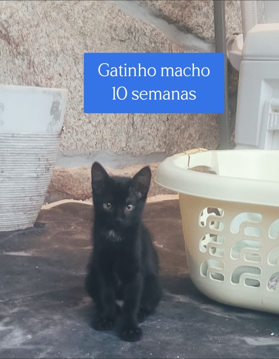 Gatinhos 10 semanas