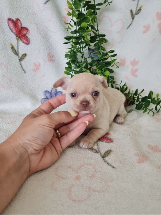 Excelente mini Chihuahua/Chiuaua de Qualidade, Linhagem Russa