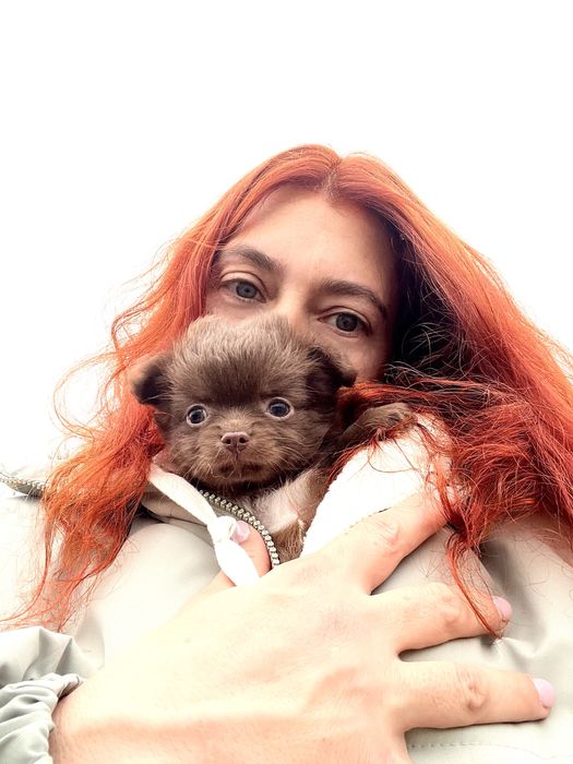 Дівчинка чихуахуа д/ш