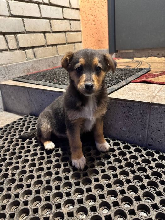 Віддам  цуценя , вік 3 місяця