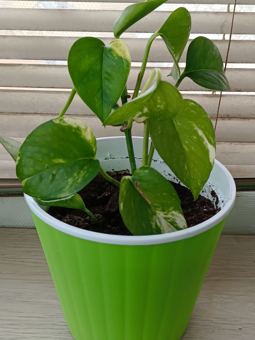 Квітка аглонема та та інші