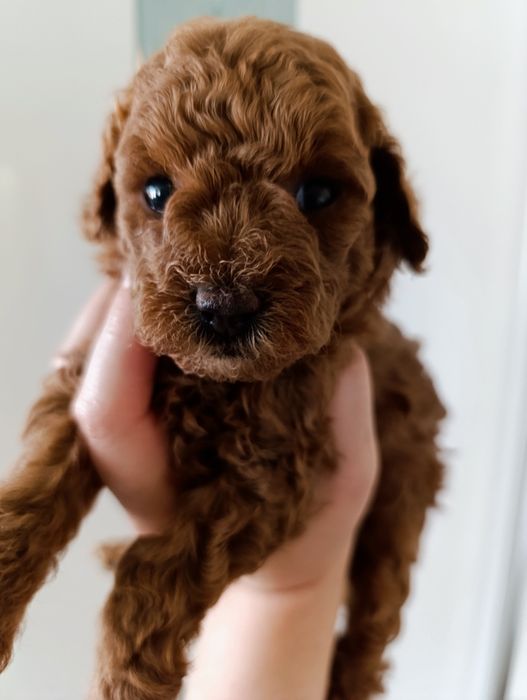 Той Пудель Ред Браун