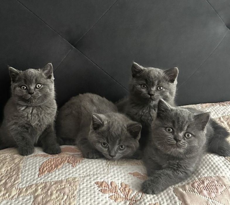 Шотланські кошенята