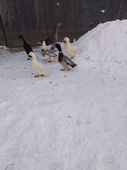 Kaczki kaczory 2025r