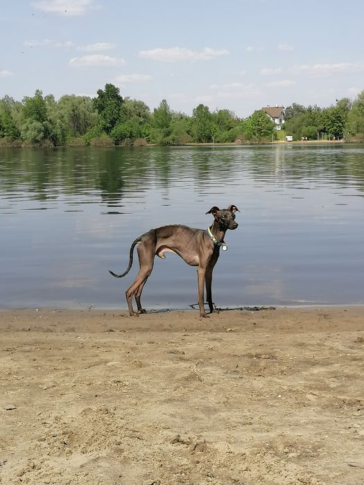 Левретка. Вязка Кобель