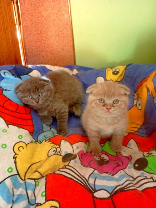 Котенята висловухі шотландці
