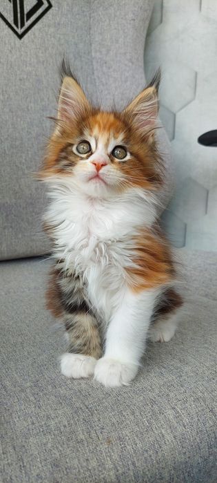 Чистокровне кошеня Мейн - кун дівчинка