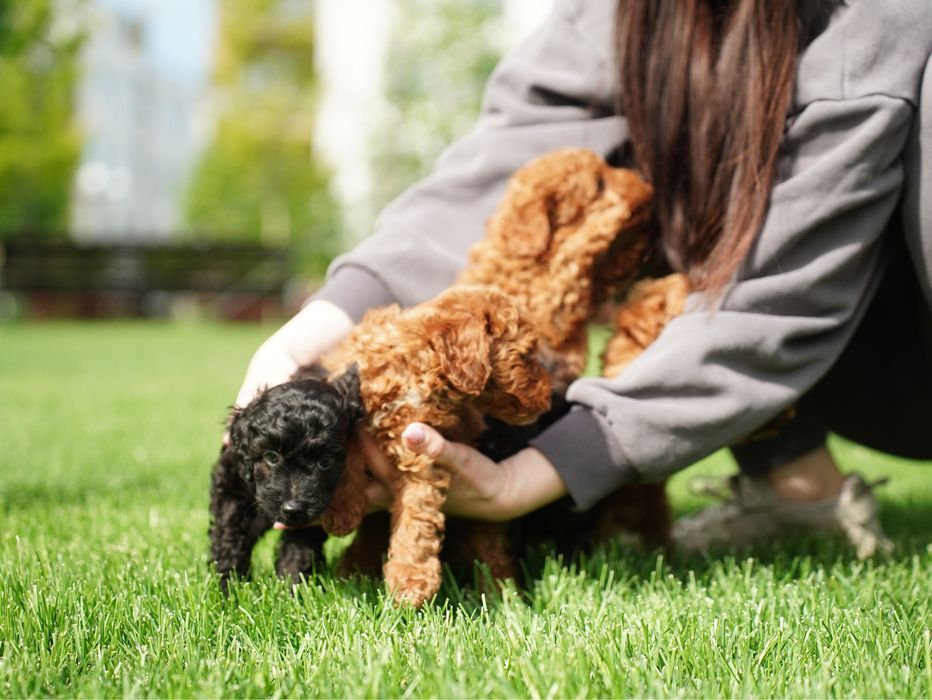 Хлопчик мальтіпу — добрий, грайливий та вихований