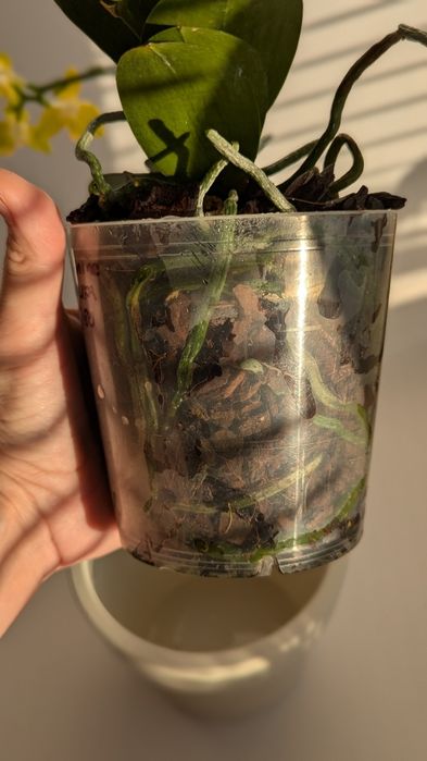 Орхідея мультифлорка триліпс