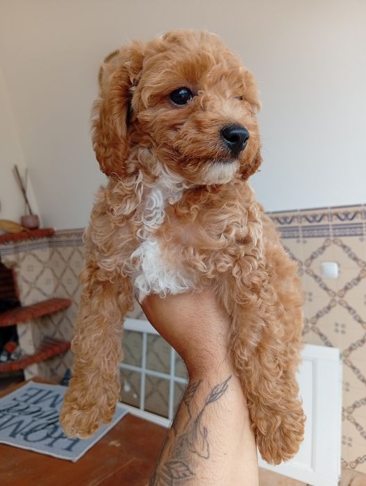 Caniche/ Poodle toy menino