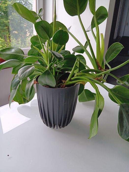 Dwa kwiaty Philodendron