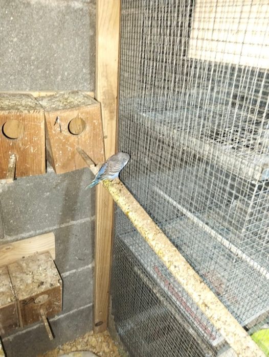 Vendo vários periquitos