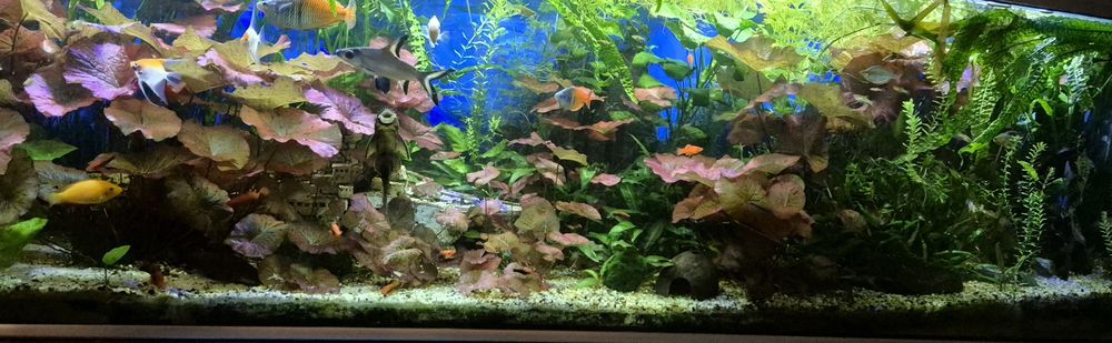 Rośliny akwariowe Limnophilia, Rotala, Bakopa, Kryptokoryny, Lotos