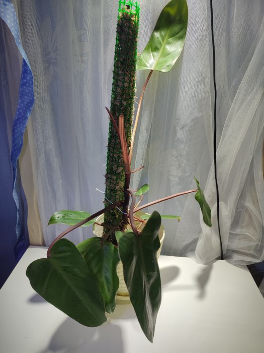 Кімнатні рослини:  Драцена, Філодендрон, епіпремнум, сукулен