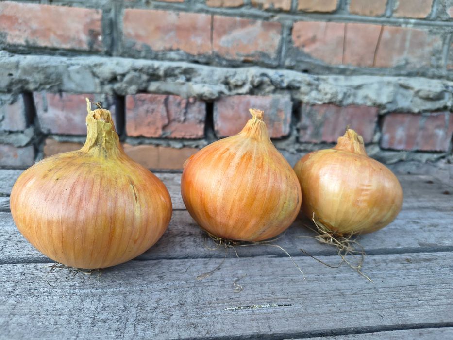 Цибуля 10 гривень