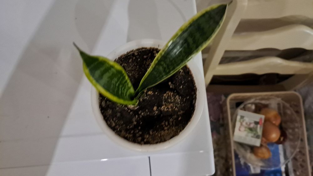 Сансевієрія лауренті