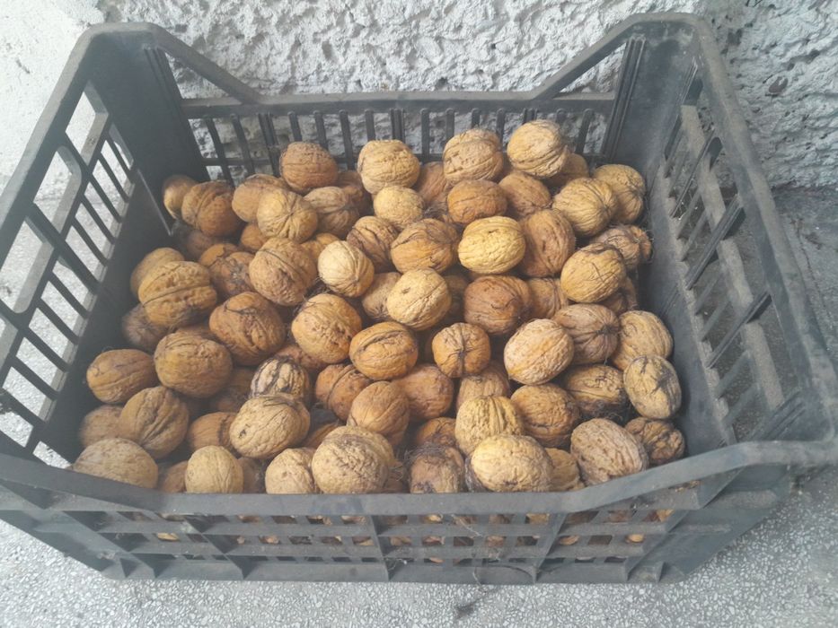 Orzechy Włoskie tegoroczne