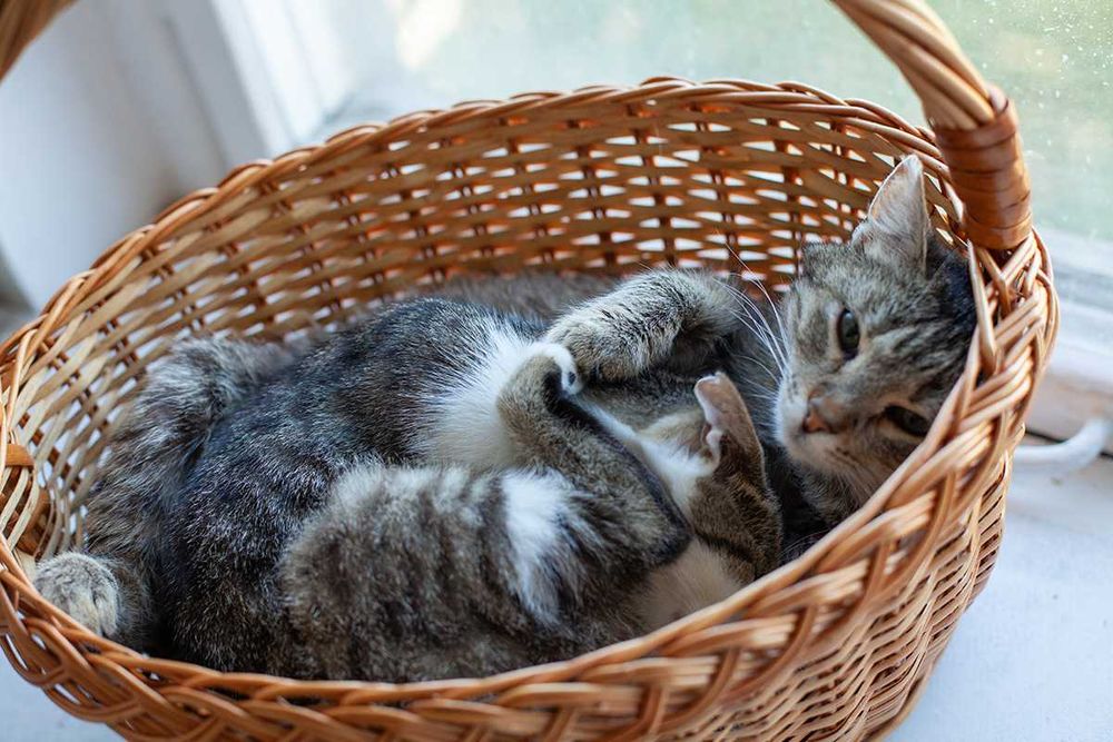 Віддам у добрі руки