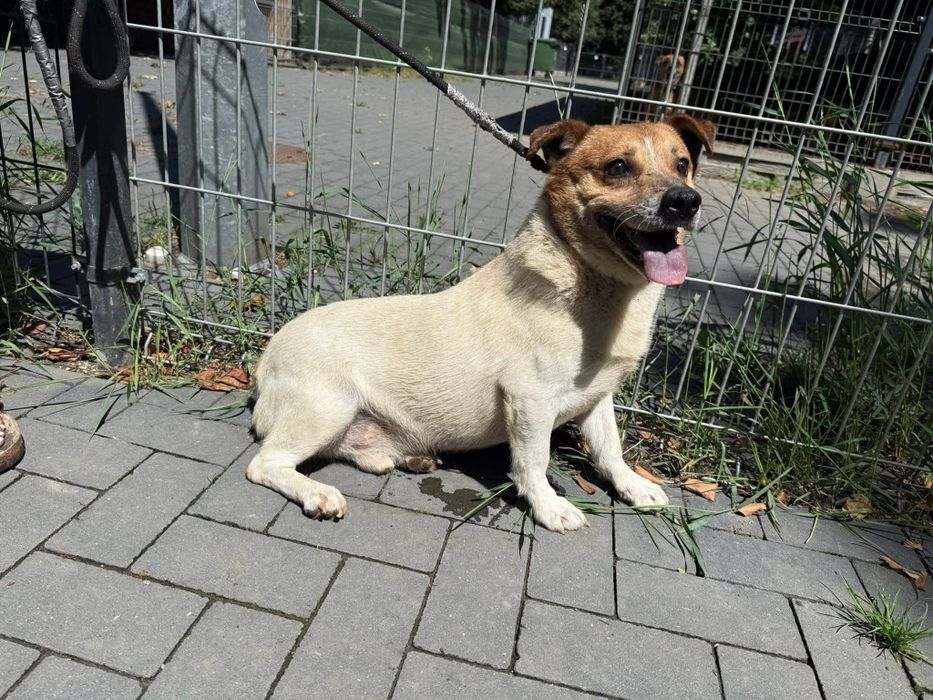 Nie Bogdan , nie Boguś a Bogumił szuka domu