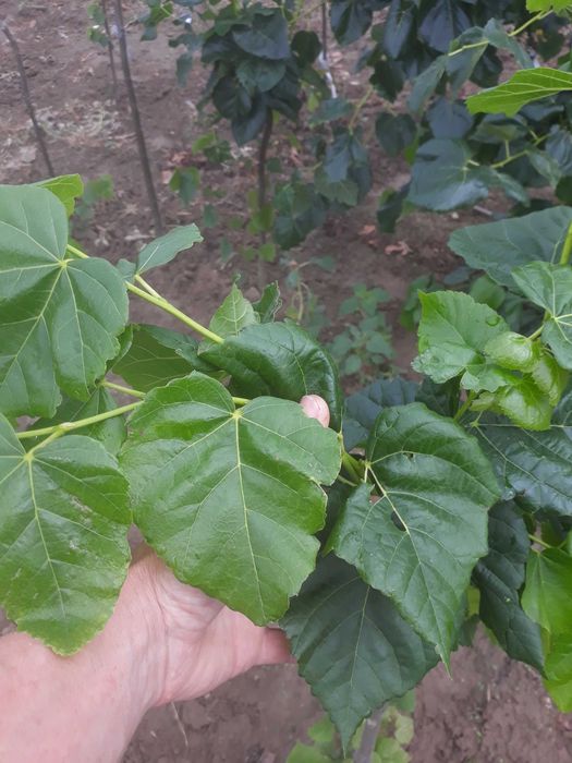 Ozdobne lipy miododajne dostepne wiele odmian  kwitna nawet w sierpniu