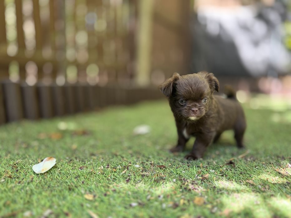 Chihuahua Dlugowlosy FCI