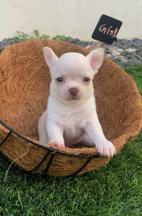 Chihuahua de Pelo Curto