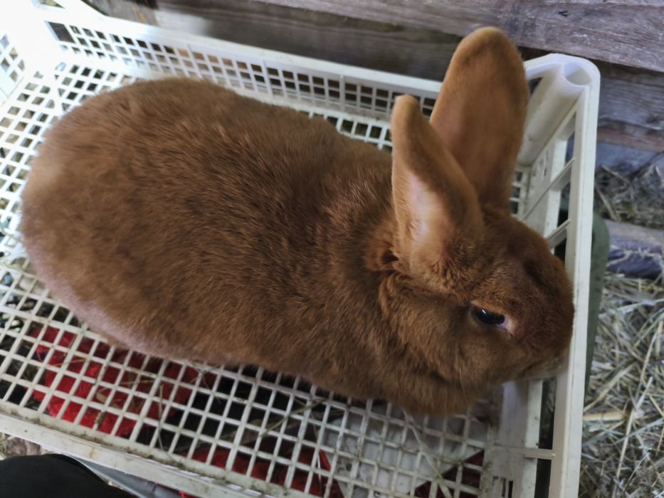 Samica nowozelandzki czerwony