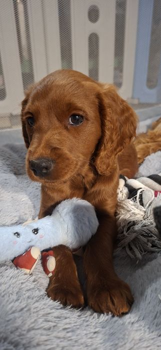 Cockapoo red - śliczne suczki gotowe do odbioru