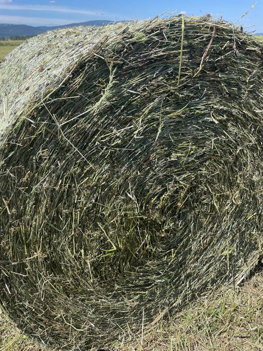 LUCERNA KONICZYNA Sianokiszonka z sianych traw zamówienia 2026  bele baloty