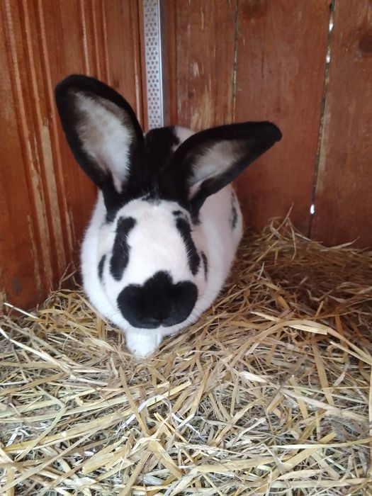 Olbrzym srokacz czarny