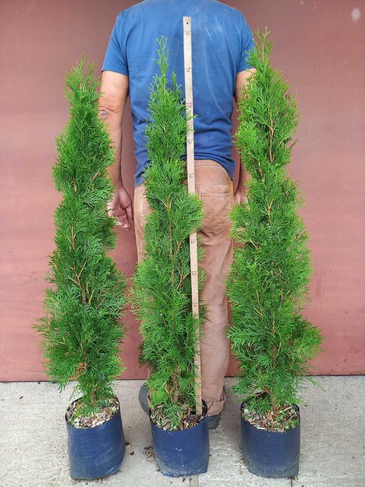 Tuja Szmaragd 100, 120, 140 donica 5l  DOSTAWA