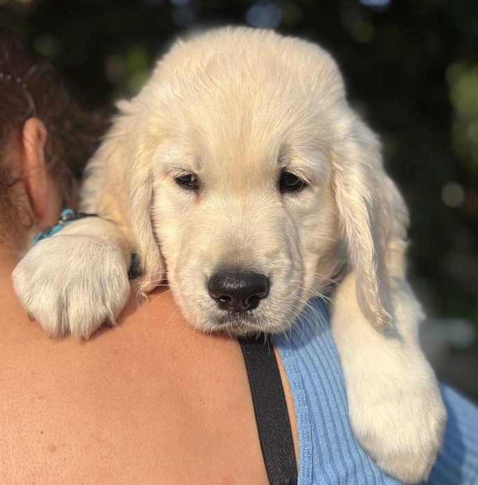 Цуценята голден ретрівера