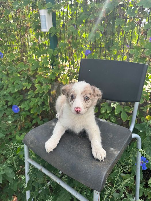 Menina Border Collie ChocoMerle Linda