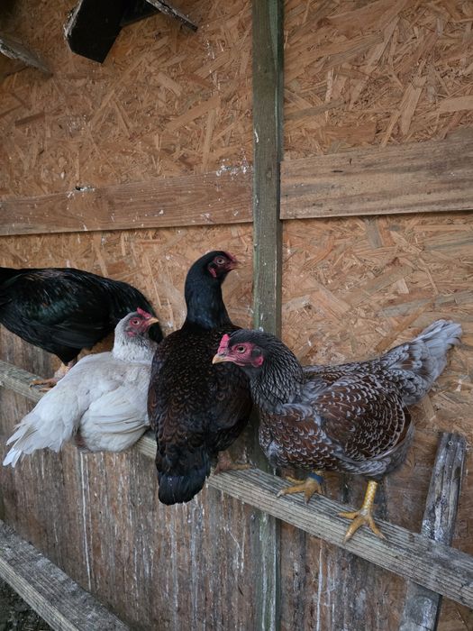 Bojowiec Indyjski Bojowce indyjskie Kury