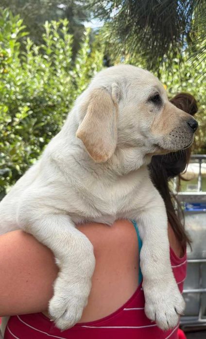 szczeniaki Labrador Retriever rodowód ZKwP/FCI