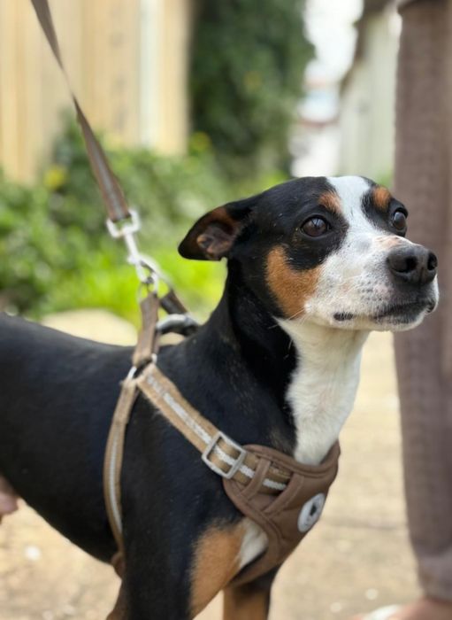 Doação  de cão  ,porte medio