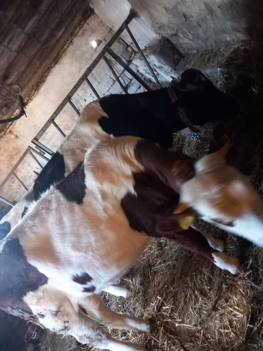 Jałówka. jałówka