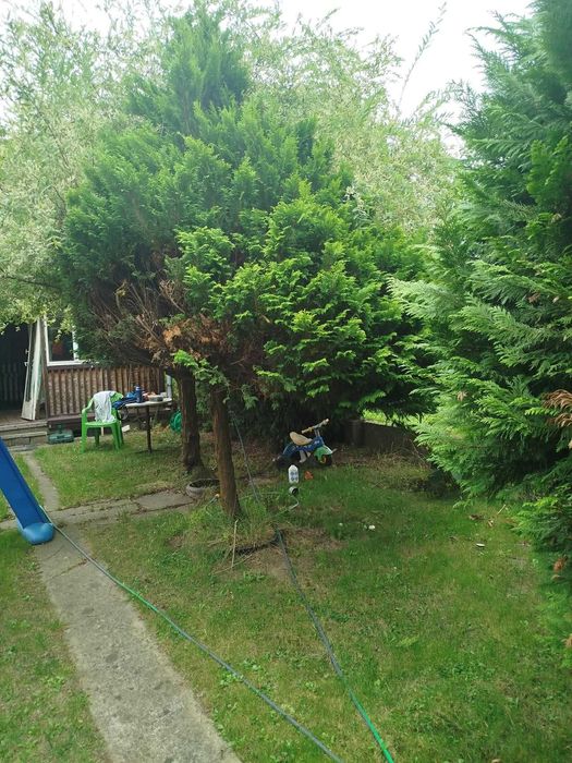 Sprzedam prawo do działki ROD – Warszawa Wilanów | ROD Wilanów II | 300 m² || 38 500 zł - Widok 3
