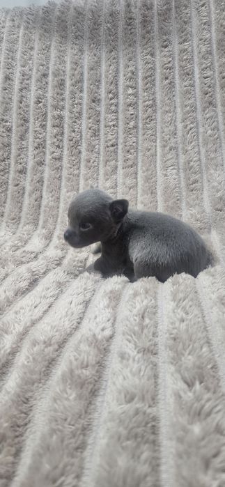Chihuahua śliczny niebieski piesek