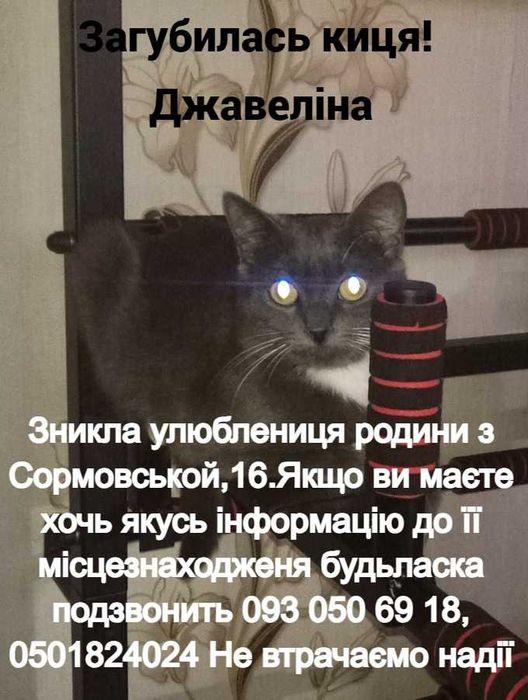 Загубилася киця!!!