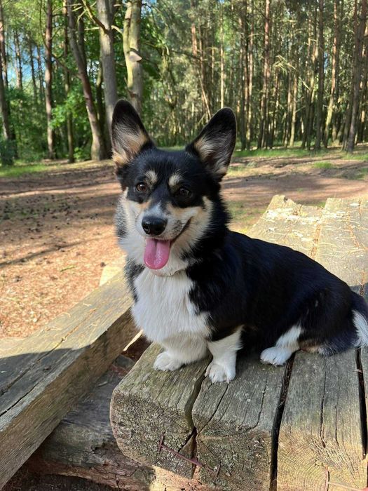 Welsh corgi pembroke