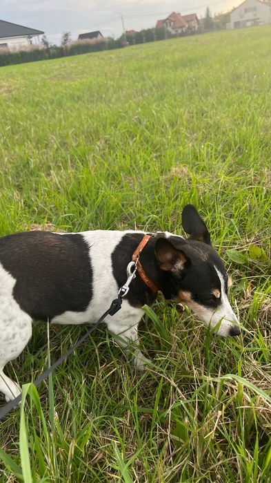 Pies w typie Jack Russell terrier